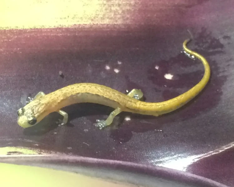 Chiropterotriton aureus факти, дієта, ареал і фотографії на Animalia.bio