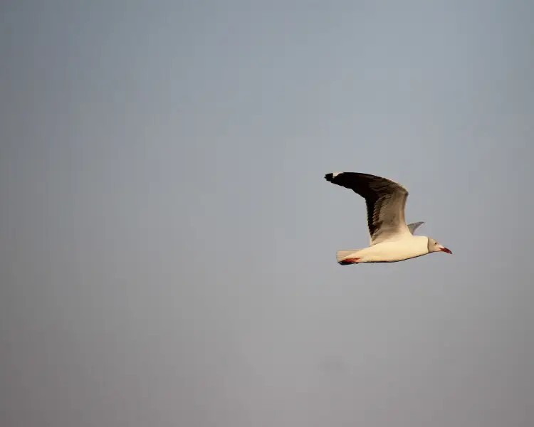 Grey-headed gull