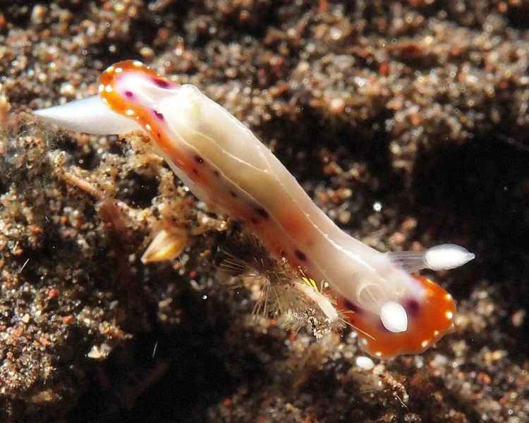 Goniobranchus setoensis