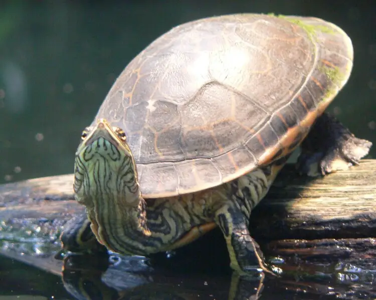 Chicken turtle - Facts, Diet, Habitat & Pictures on Animalia.bio