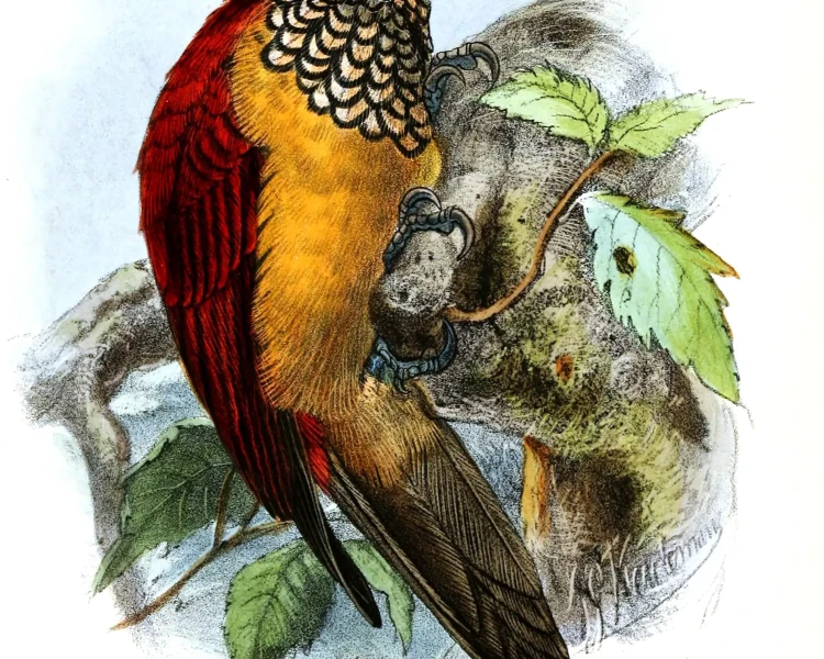 Chrysocolaptes xanthocephalus Fakten, Ernährung, Lebensraum & Bilder