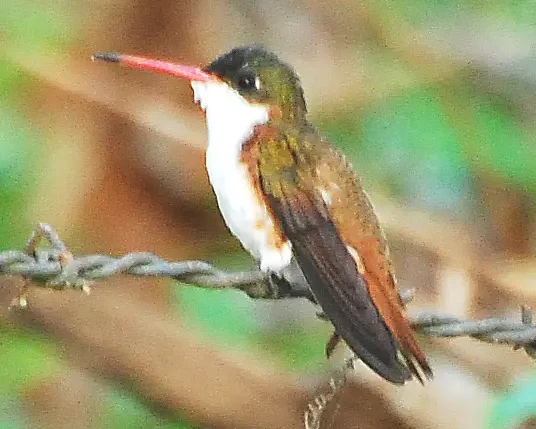 Cinnamon-sided hummingbird
