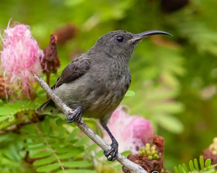 Seychelles sunbird