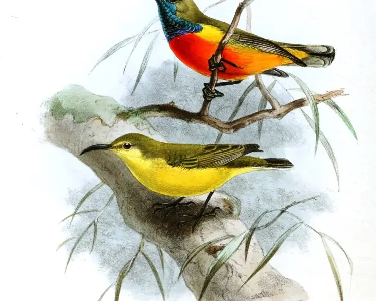 Flame-breasted sunbird