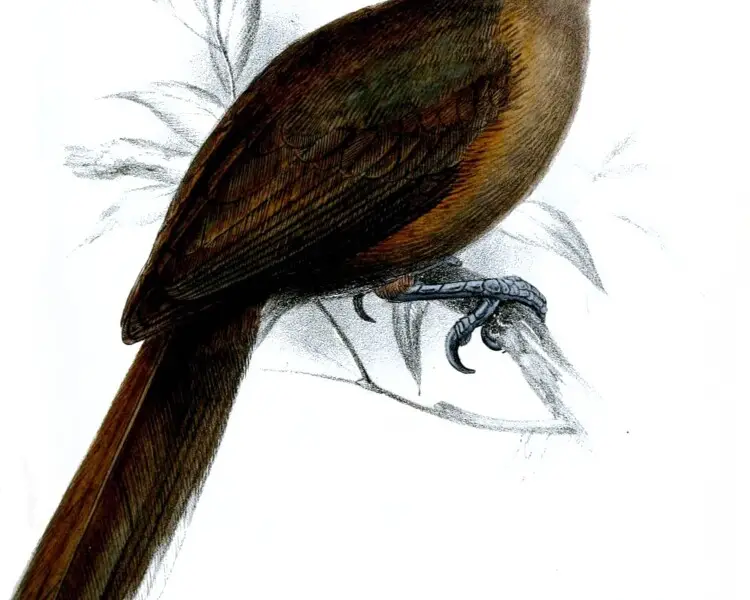 Southern shrikebill