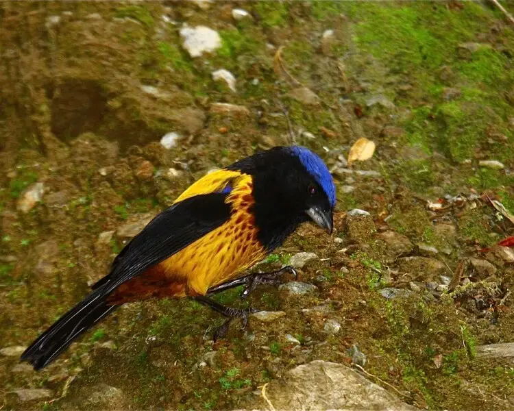 Golden-backed mountain tanager