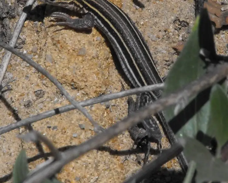 Aspidoscelis hyperythrus Fakten, Ernährung, Lebensraum & Bilder auf