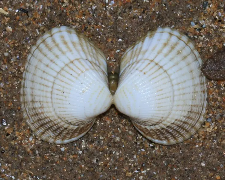 Common cockle Facts, Diet, Habitat & Pictures on Animalia.bio