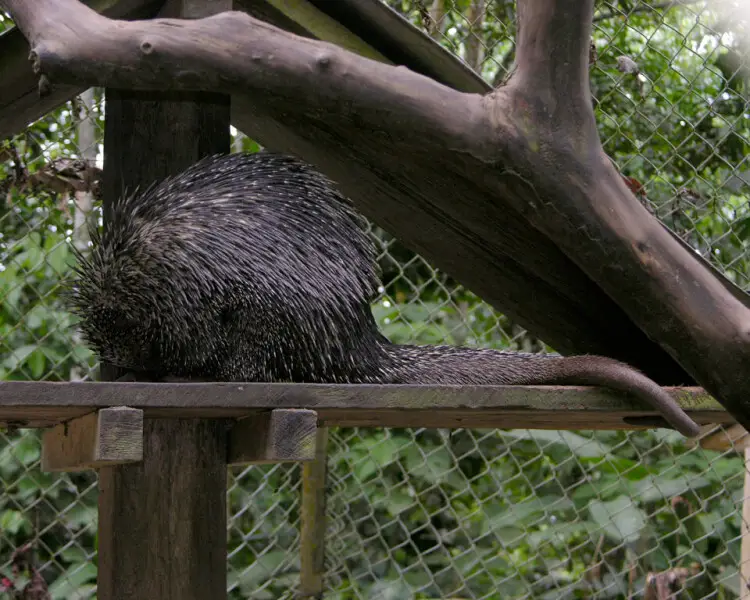 Bicolored-spined porcupine