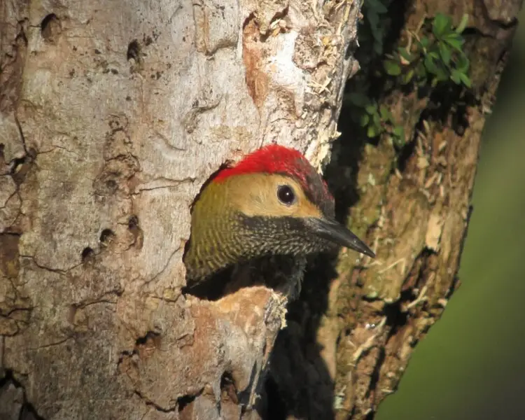 Golden-olive woodpecker