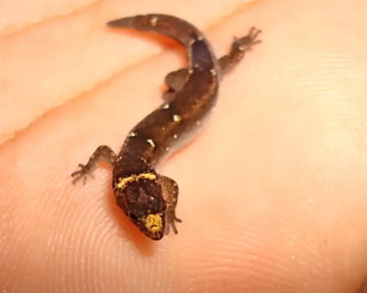 Natal pygmy gecko