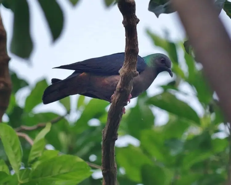 Island bronze-naped pigeon