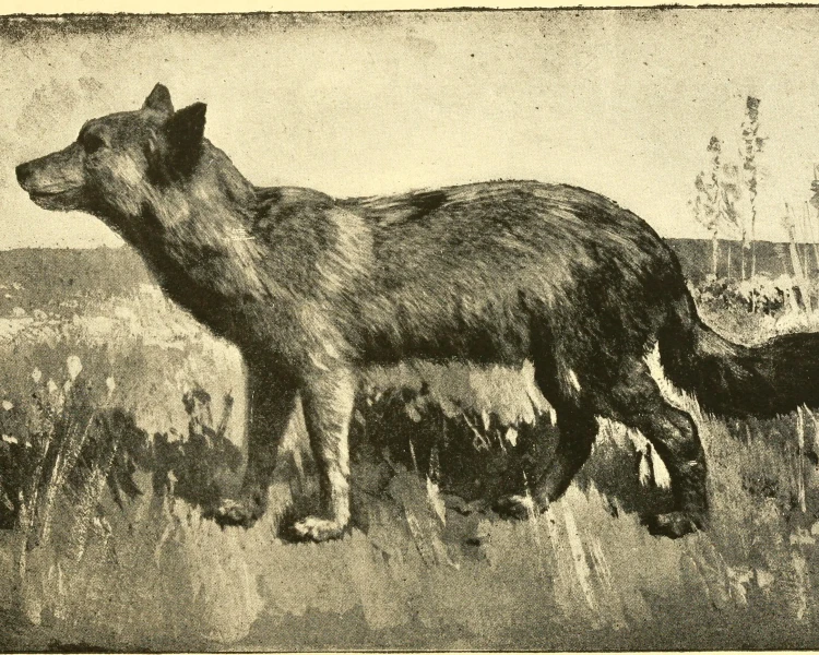 Manitoba wolf