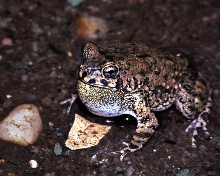 Sclerophrys regularis факти, дієта, ареал і фотографії на Animalia.bio