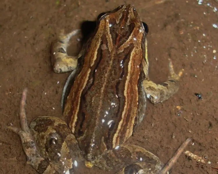 Common eastern froglet