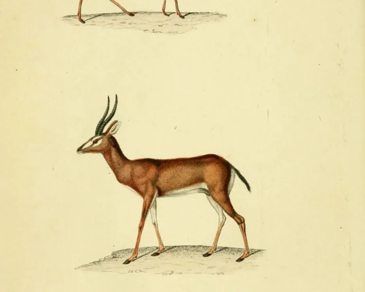Saudi gazelle