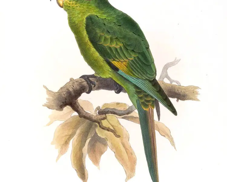 Sulphur-winged parakeet