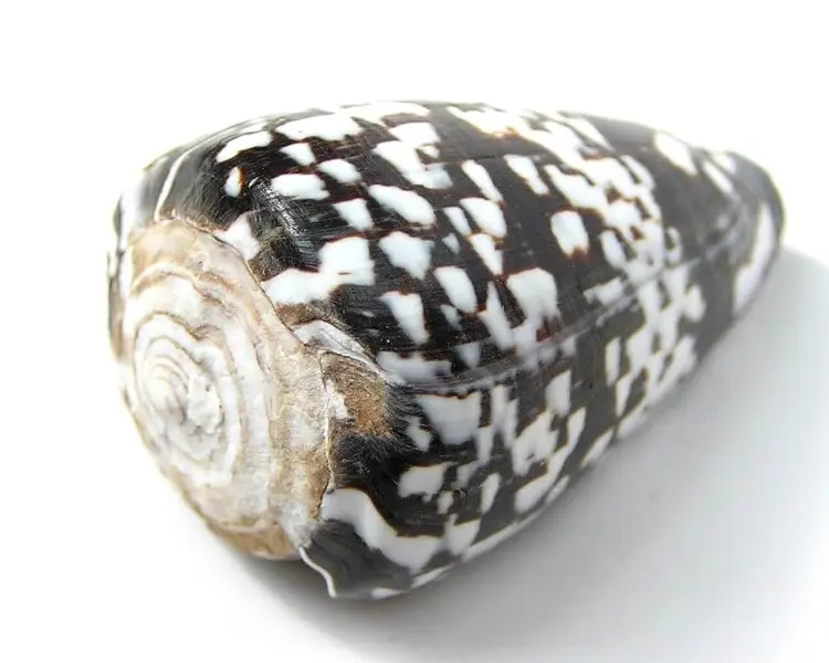 Conus ateralbus Facts, Diet, Habitat & Pictures on Animalia.bio