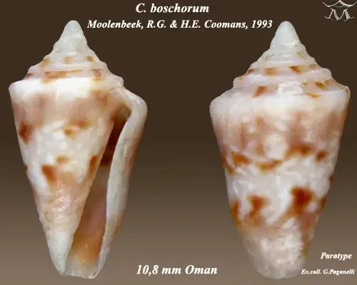 Pseudolilliconus boschorum
