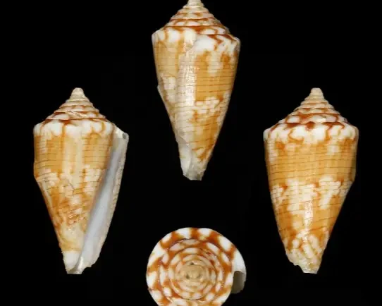 Conus brunneofilaris