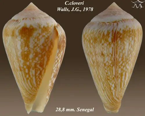 Conus cloveri