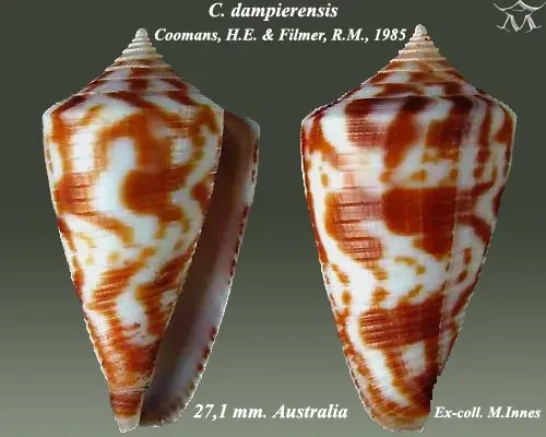 Conus dampierensis