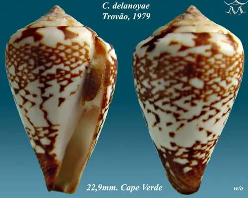 Conus delanoyae