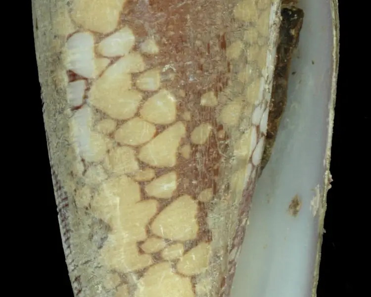 Conus episcopatus Facts, Diet, Habitat & Pictures on Animalia.bio