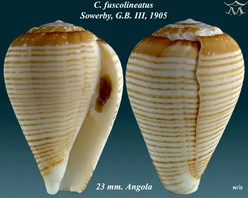 Conus fuscolineatus факти, дієта, ареал і фотографії на Animalia.bio