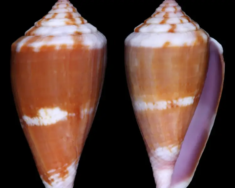 Conus jucundus