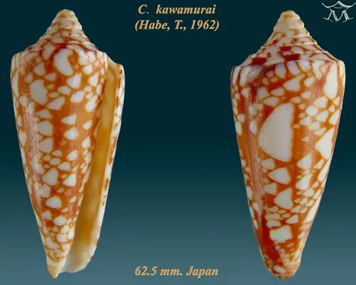 Conus kawamurai