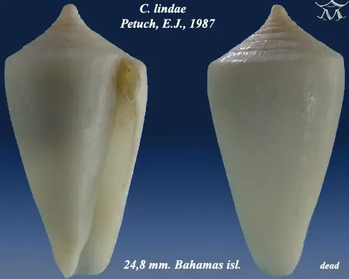 Conus lindae