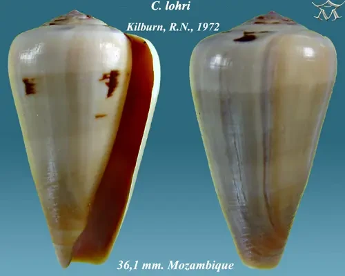 Conus lohri