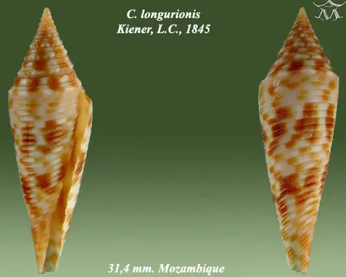 Conasprella longurionis