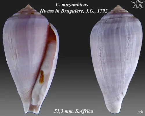 Conus mozambicus