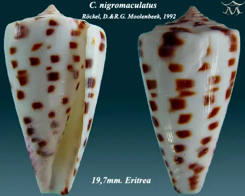 Conus nigromaculatus