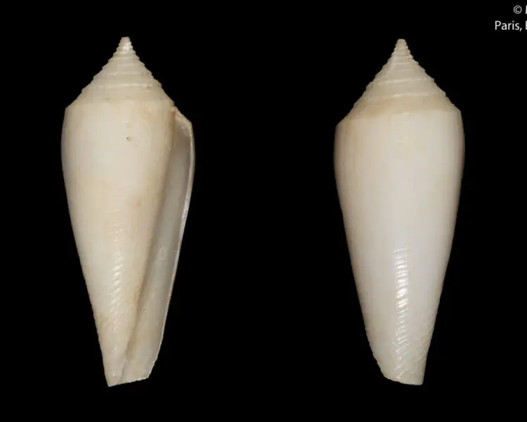 Conus ochroleucus