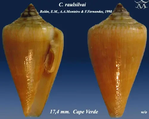 Conus raulsilvai