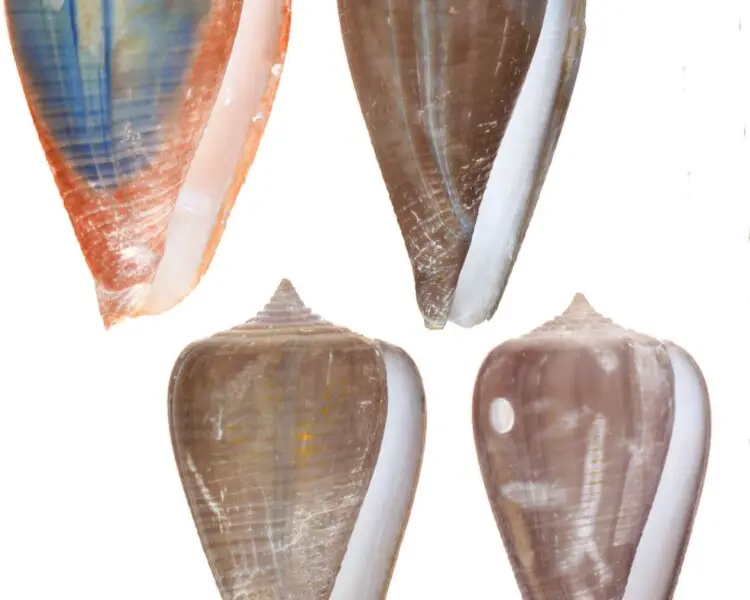 Conus recognitus
