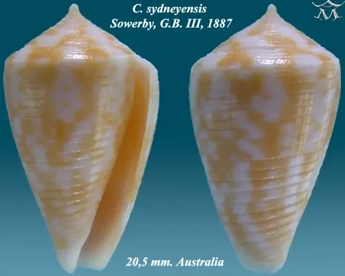 Conus sydneyensis