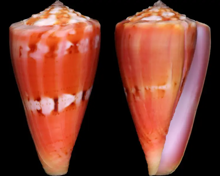 Conus theodorei