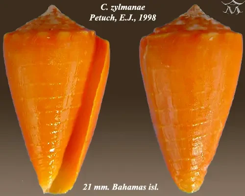 Conus zylmanae