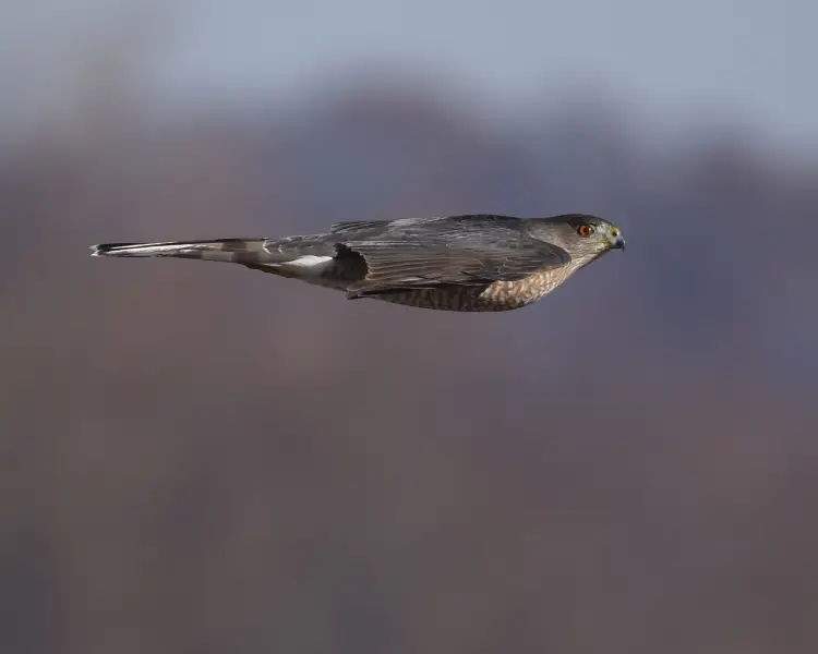 Cooper's Hawk Facts, Diet, Habitat & Pictures on Animalia.bio