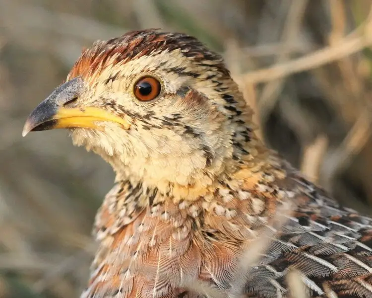 Coqui francolin - Facts, Diet, Habitat & Pictures on Animalia.bio