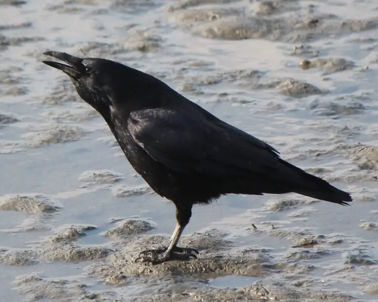 Eastern carrion crow