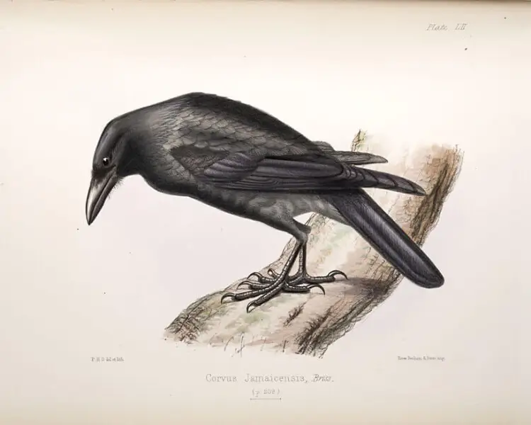 Jamaican crow
