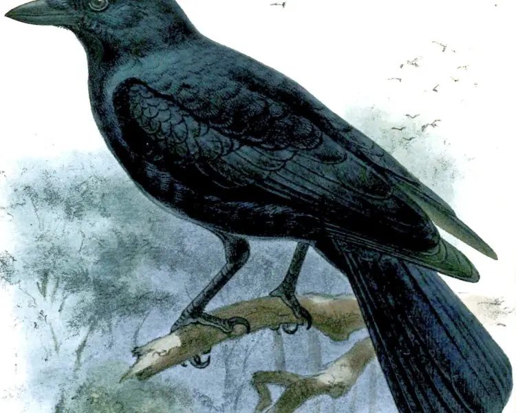 Corvus moneduloides