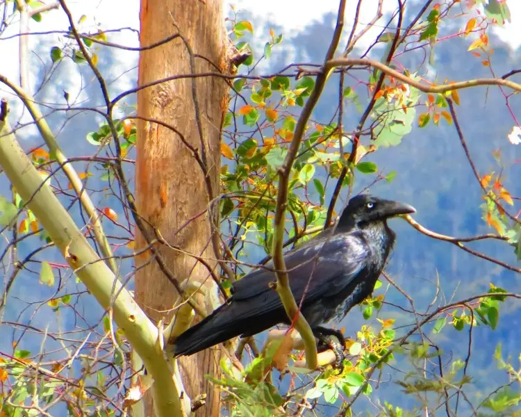 Forest raven