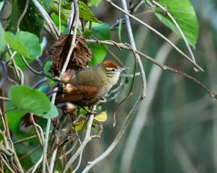 Line-cheeked spinetail