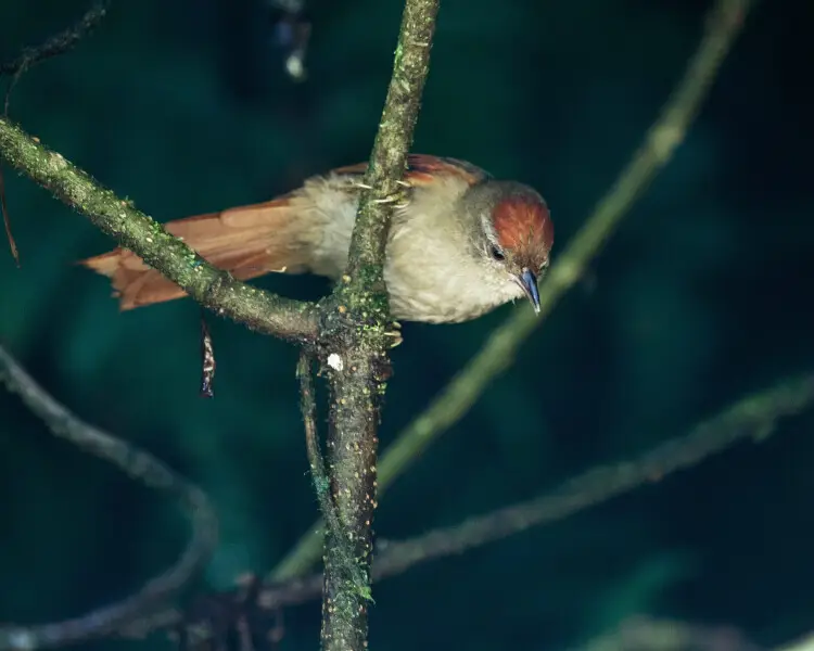 Ash-browed spinetail